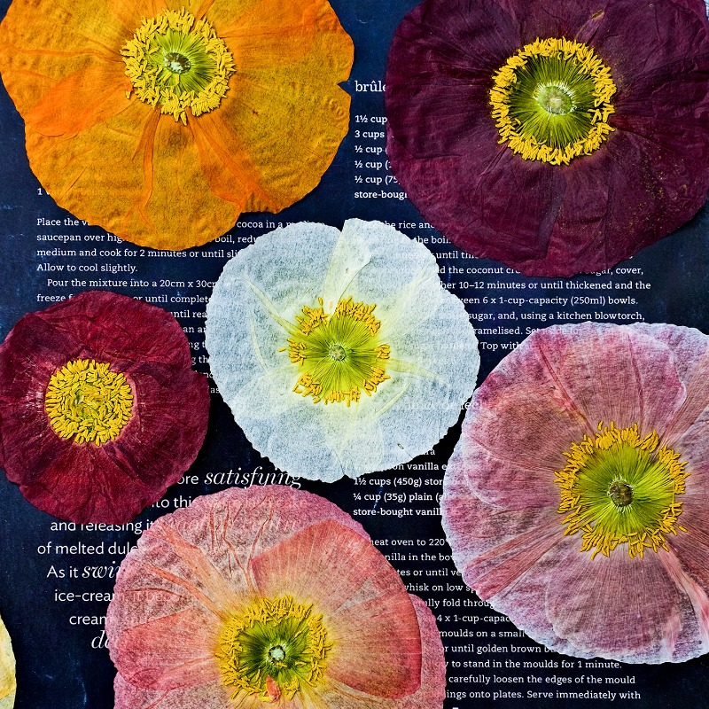 Resin Art Frame - 1pcs,Nature Field Poppy Pressed Dry Flowers