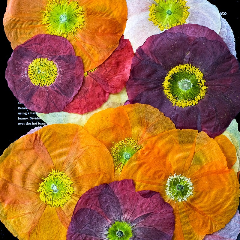 1pcs,Nature Field Poppy Presse - Resin Art Frame recension och pris